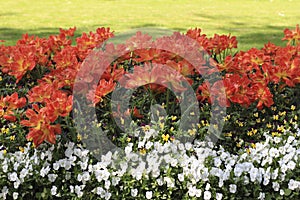 Orange-red tulips on the flowerbed among pansies