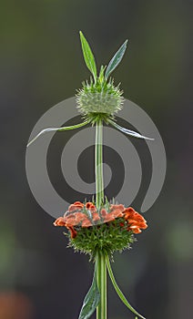 Orange-red Wild flower stem