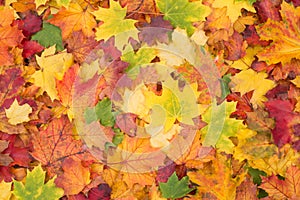 Orange, red, yellow and green maple leaves fall background