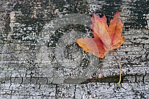 Orange reddish autumn single Maple Leaf on natural old wood. Fall season motive. Back to Nature concept. With copy space.