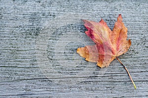 Orange reddish autumn single Maple Leaf on natural old wood. Fall season motive. Back to Nature concept. With copy space.