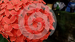 Orange or Redish Ixora Coccinea Flowers