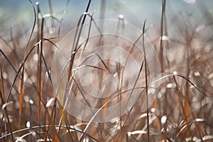 Orange reeds blowing in the wind