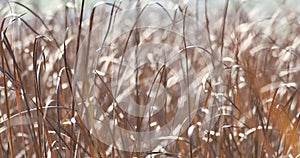 Orange reeds blowing in the wind