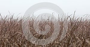 Orange reeds blowing in the wind