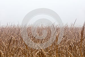 Orange reeds blowing in the wind