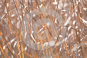 Orange reeds blowing in the wind