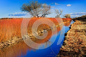 Orange reeds reflect autumn colors at Bosque del Apache National Park in December