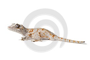 Orange reticulated gargoyle gecko