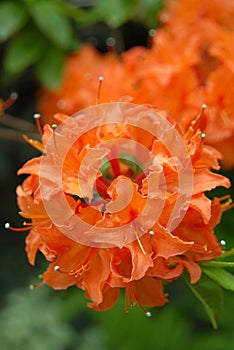 Orange rhododendron