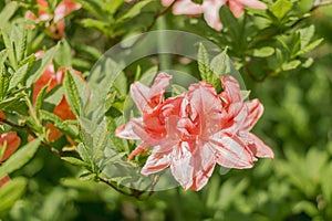 Orange Rhododendron. Evegreen shrub