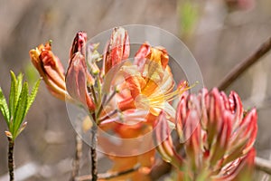 Orange Rhododendron flowers