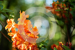 Orange rhododendron flowers in evening light, Cirava, Latvia