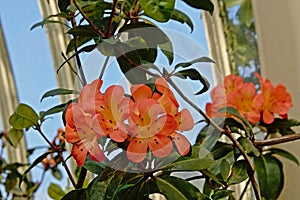 Orange rhododendron flowers in a greenhouse, selective focus