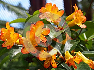 Orange Rhododendron flowers, taken in Sydney Royal Botanic Gardens