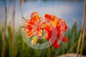 Orange Rhododendrons in Zengarden Denmark