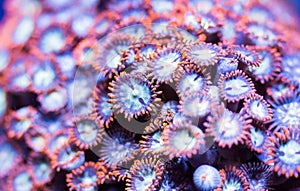 Orange Rim Zoanthid Soft Coral Polyps Underwater