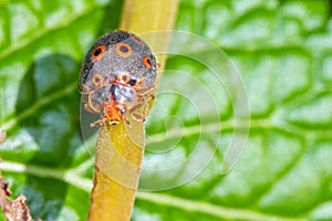 Orange ring-spotted Ladybug photo