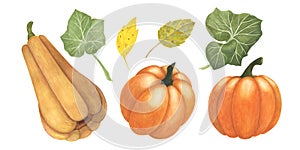 Set Ripe pumpkin and leaves watercolor isolated on white. Autumn thanksgiving harvest illustration. Art for design