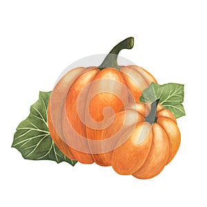 Orange ripe pumpkins watercolor isolated on white background. Autumn thanksgiving illustration. Art for design cards