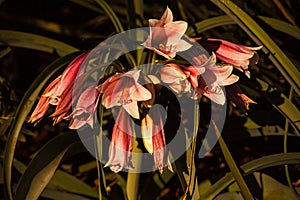 Orange River lily (Crinum bulbispermum) 16091