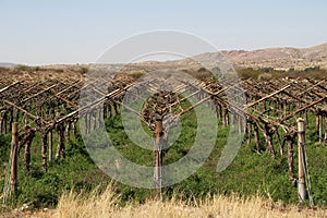 Orange River Wine Route, Upington, Keimoes, Kakamas, Groblershoop and Grootdrink, Green Kalahari Region, Northern Cape, South Afri