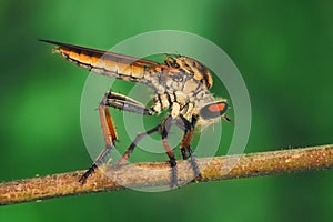 Orange Robberfly/Asilidae perches on dry twig with green background