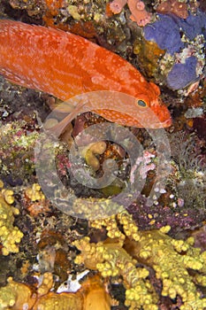 Orange Rock Cod, Coral Reef, South Ari Atoll, Maldives