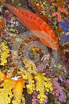 Orange Rock Cod, South Ari Atoll, Maldives