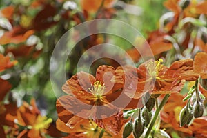 Orange Rock Roses in the Sun