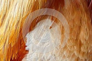Orange rooster feathers of various shapes