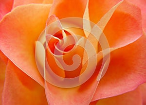 orange rose