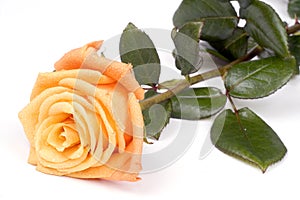 Orange rose