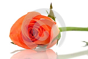 Orange rose