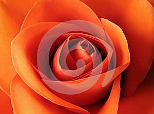 Orange rose