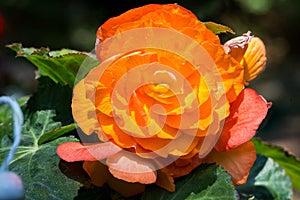 Orange rose