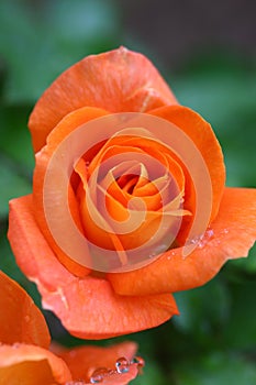 Orange Rose