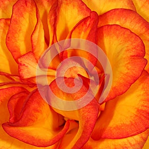 Orange Rose