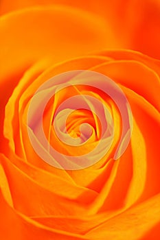 Orange rose