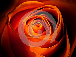 Orange Rose