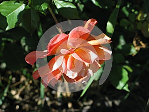 Orange rose