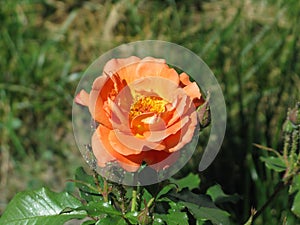 Orange rose