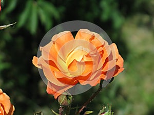 Orange rose