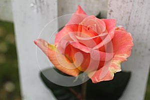 Orange rose