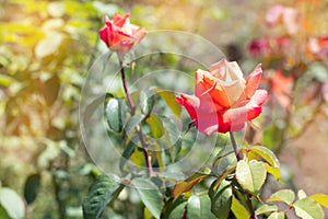 Orange rose on a background of green park.  Orange rose closeup on a bush in the park