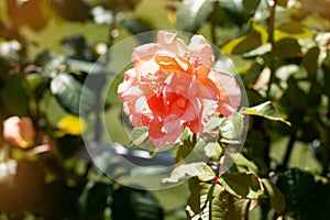 Orange rose on a background of  green park. Orange rose closeup on a bush in the park