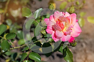 Orange rose on a background of green park. Orange rose  closeup on a bush in the park