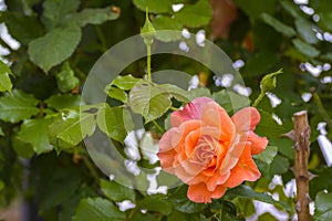 Orange rose