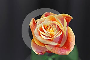 Orange rose