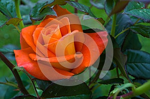 Orange rose bloom